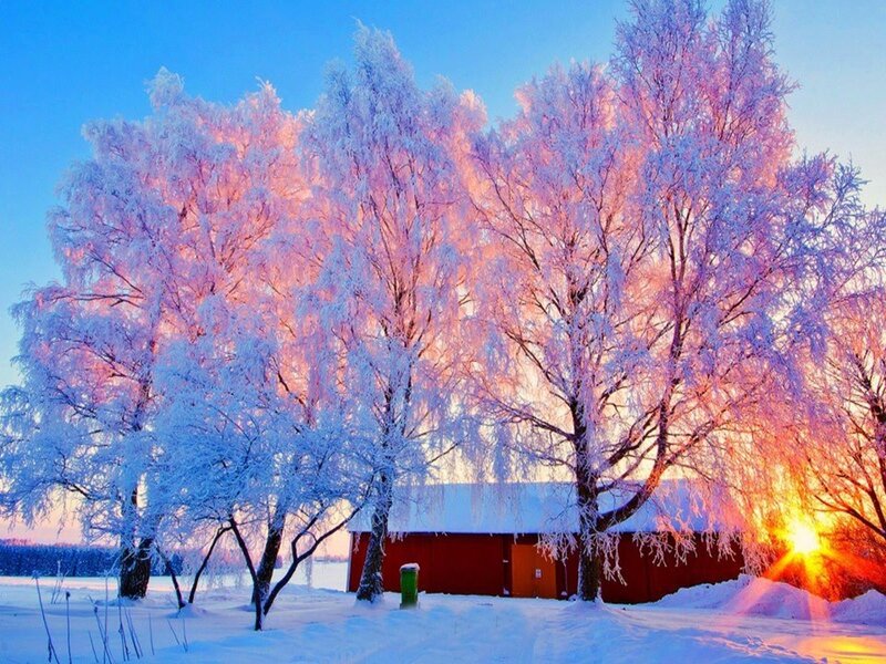 Frost-covered Trees at Sunset — Blue