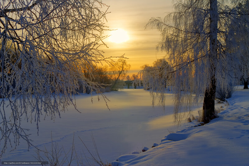 Frost-covered Trees at Sunset — White, Serene