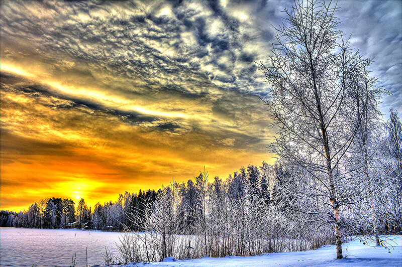 Frost-covered Trees at Sunset — Yellow