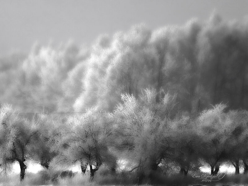 Frost-covered Trees — Black, Serene