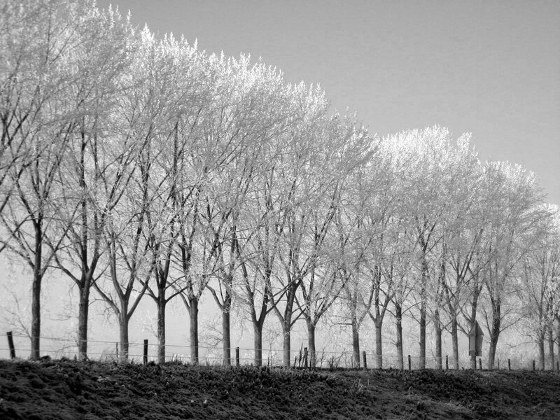 Frost-covered Trees — Black