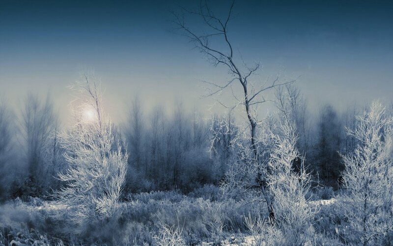 Frost-covered Trees — Blue, Cold, Winter, Photograph, Fog