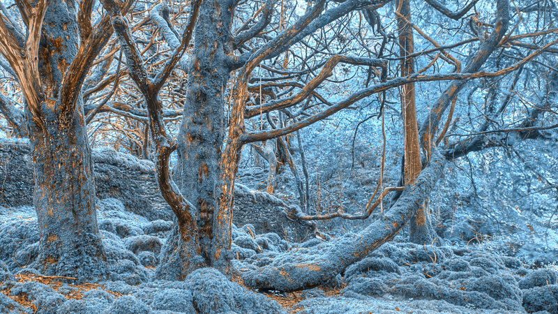 Frost-covered Trees — Blue, Cold, Winter, Photograph, Moss