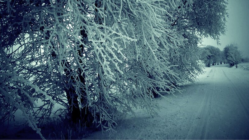 Frost-covered Trees — Blue, Cold, Winter, Photograph, Road