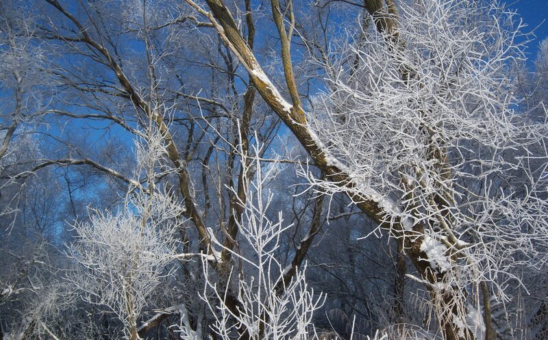 Frost-covered Trees — Blue, Cold, Winter, Photograph