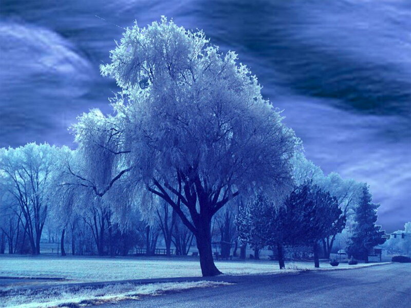 Frost-covered Trees — Blue, Cold, Winter