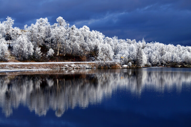 Frost-covered Trees — Blue, Dramatic