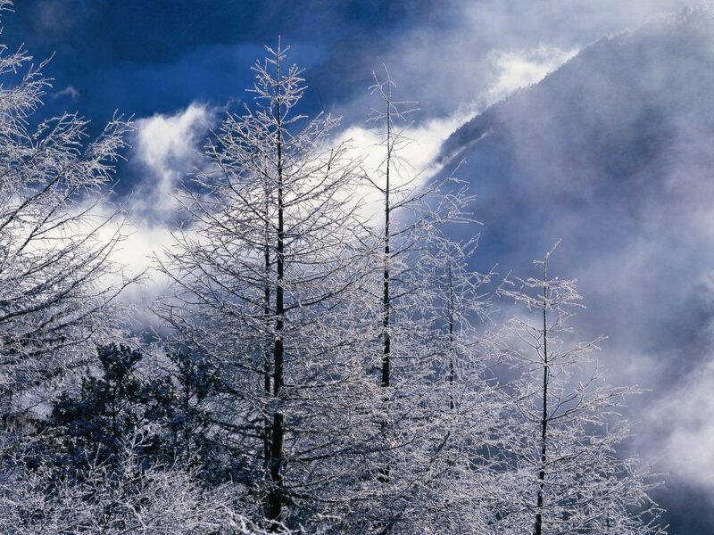 Frost-covered Trees — Blue, Dramatic, Winter, Photograph, Mountain