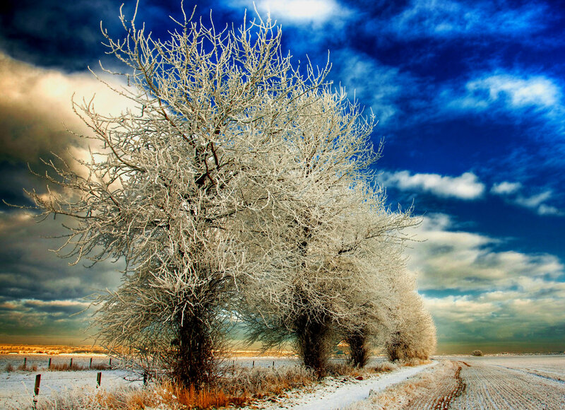 Frost-covered Trees — Blue, Dramatic, Winter, Photograph