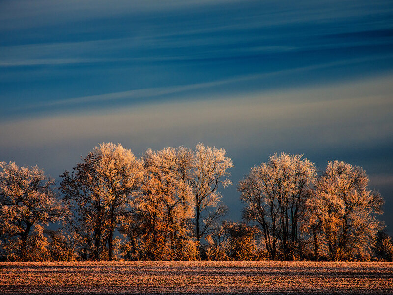 Frost-covered Trees — Blue, Dramatic, Winter