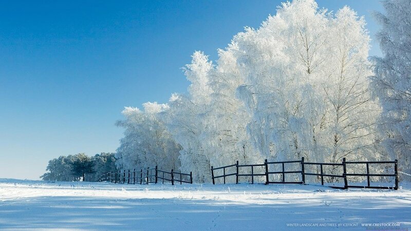 Frost-covered Trees — Blue, Fence