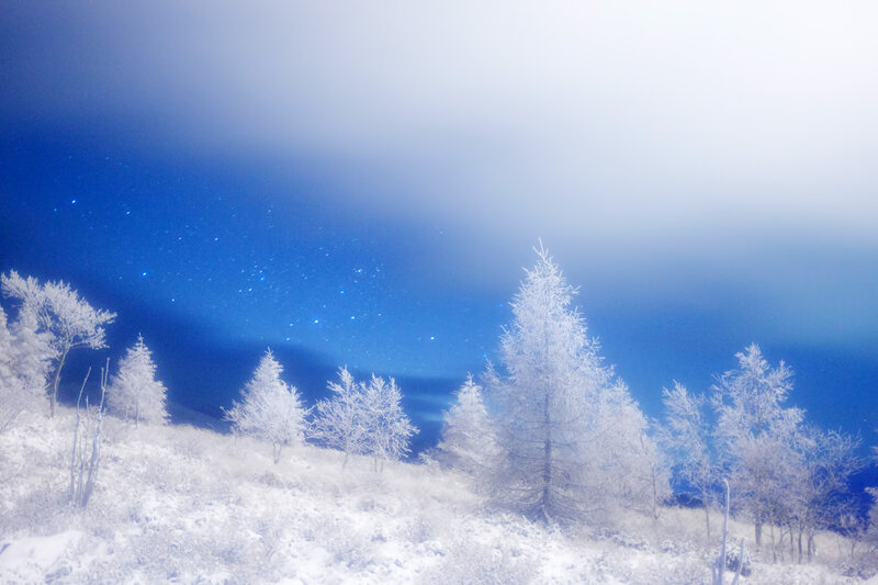 Frost-covered Trees — Blue, Serene, Night, Photograph