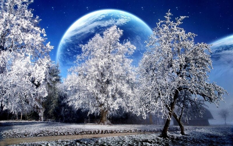 Frost-covered Trees — Blue, Serene, Night