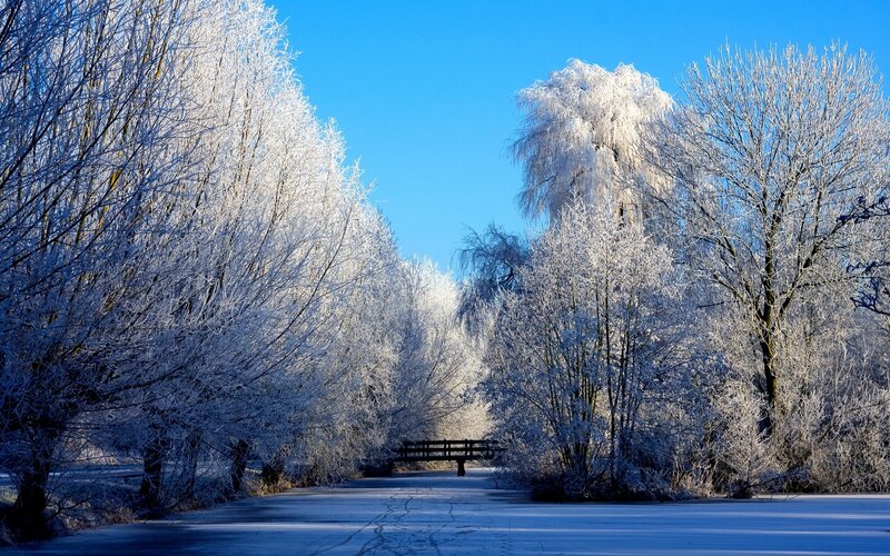 Frost-covered Trees — Blue, Serene, Winter, Photograph, Bridge