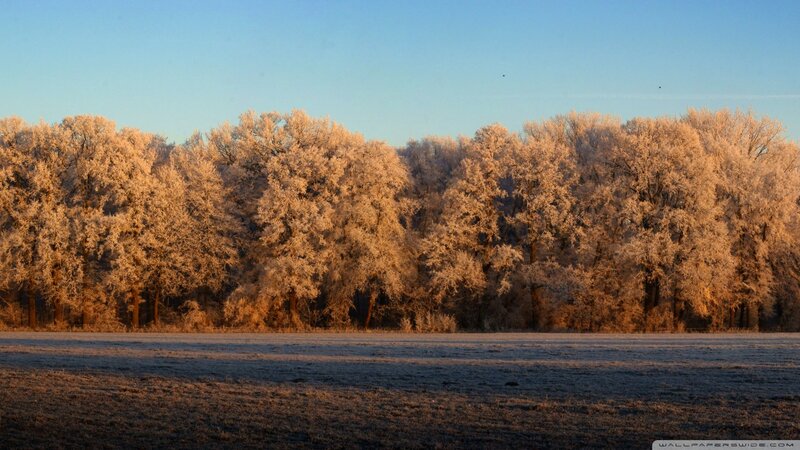 Frost-covered Trees — Blue, Serene, Winter, Photograph, Field, Sky