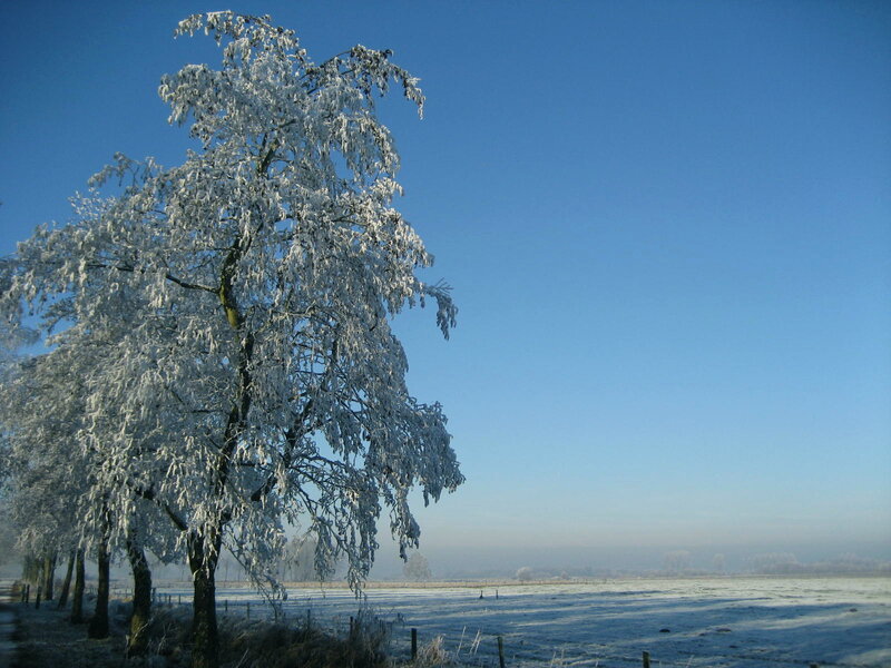 Frost-covered Trees — Blue, Serene, Winter, Photograph, Field