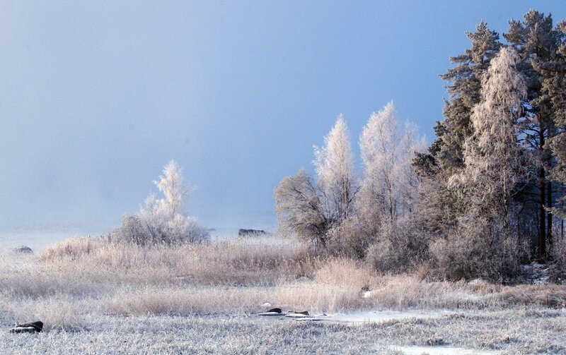Frost-covered Trees — Blue, Serene, Winter, Photograph, Grass