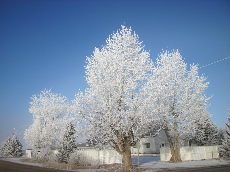 Frost-covered Trees — Blue, Serene, Winter, Photograph, House