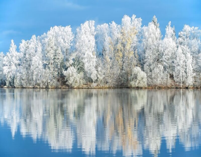 Frost-covered Trees — Blue, Serene, Winter, Photograph, Lake, Reflection