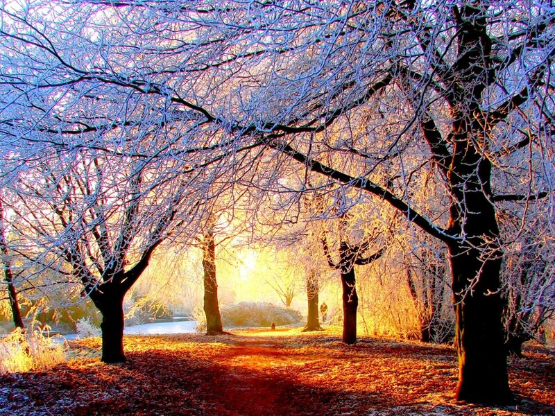 Frost-covered Trees — Blue, Serene, Winter, Photograph, Path