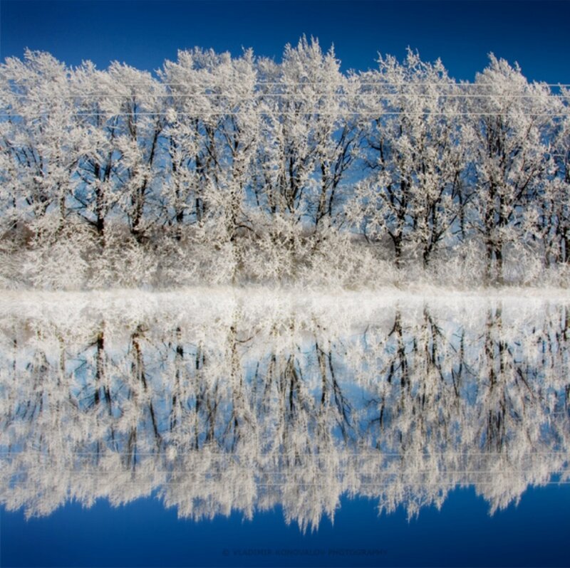 Frost-covered Trees — Blue, Serene, Winter, Photograph, Reflection