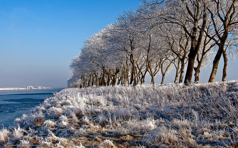 Frost-covered Trees — Blue, Serene, Winter, Photograph, River, Grass