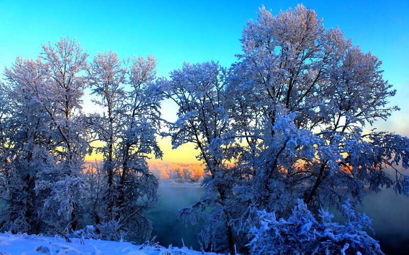 Frost-covered Trees — Blue, Serene, Winter, Photograph, River, Mist