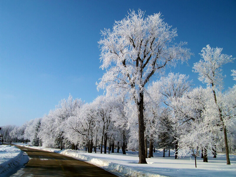 Frost-covered Trees — Blue, Serene, Winter, Photograph, Road, Snow