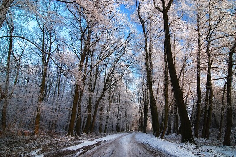 Frost-covered Trees — Blue, Serene, Winter, Photograph, Road