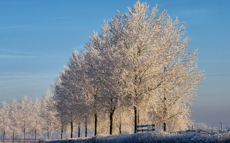 Frost-covered Trees — Blue, Serene, Winter, Photograph, Sky, Frost, Bench