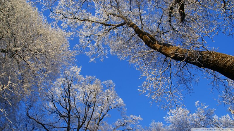 Frost-covered Trees — Blue, Serene, Winter, Photograph, Sky