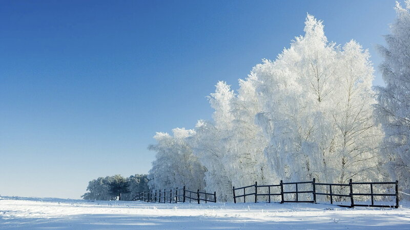 Frost-covered Trees — Blue, Serene, Winter, Photograph, Snow, Fence, Sky