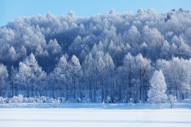 Frost-covered Trees — Blue, Serene, Winter, Photograph, Snow, Forest