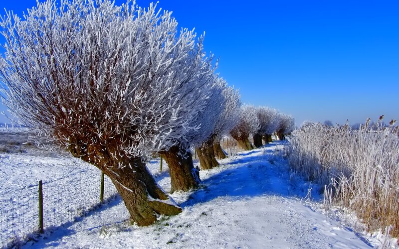 Frost-covered Trees — Blue, Serene, Winter, Photograph, Snow, Path