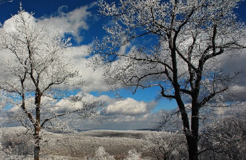 Frost-covered Trees — Blue, Serene, Winter, Photograph, Snow, Sky, Clouds