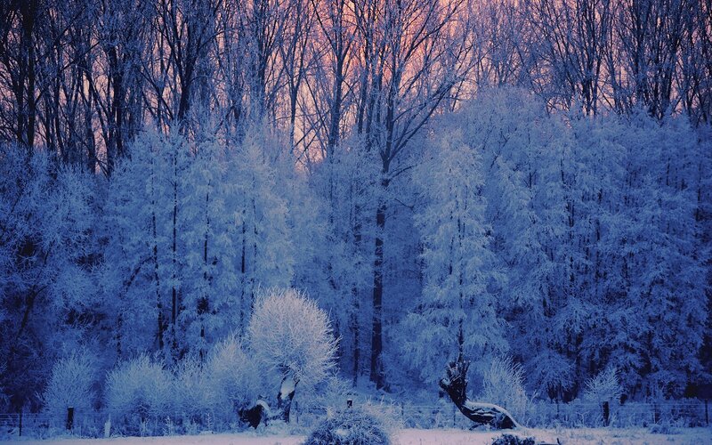 Frost-covered Trees — Blue, Serene, Winter, Photograph, Snow, Sky, Fence