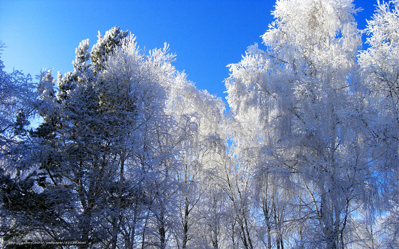Frost-covered Trees — Blue, Serene, Winter, Photograph, Snow, Sky