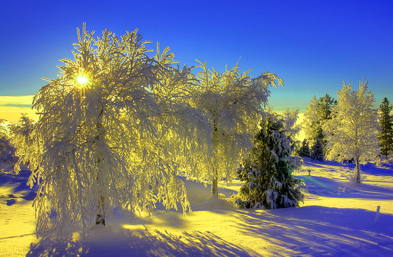 Frost-covered Trees — Blue, Serene, Winter, Photograph, Snow, Sun