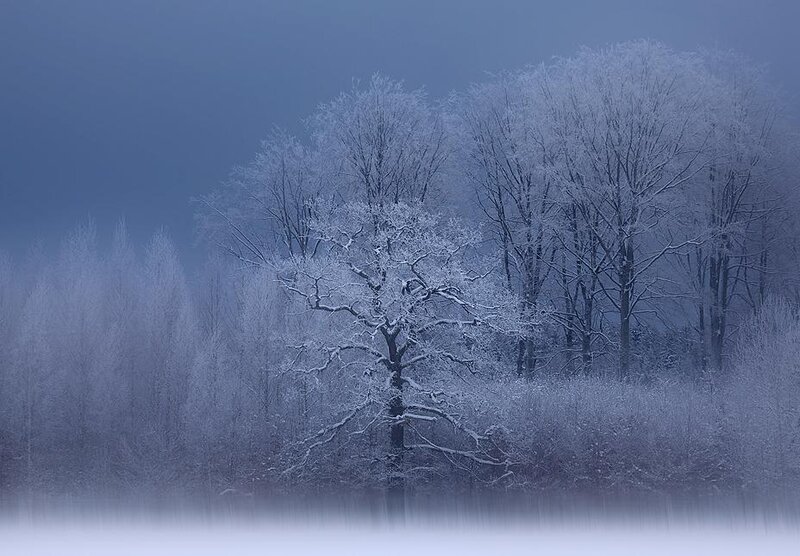 Frost-covered Trees — Blue, Serene, Winter, Photograph