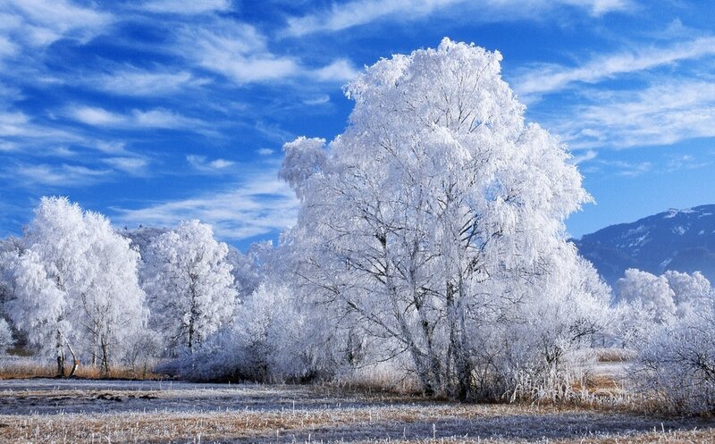 Frost-covered Trees — Blue, Serene, Winter