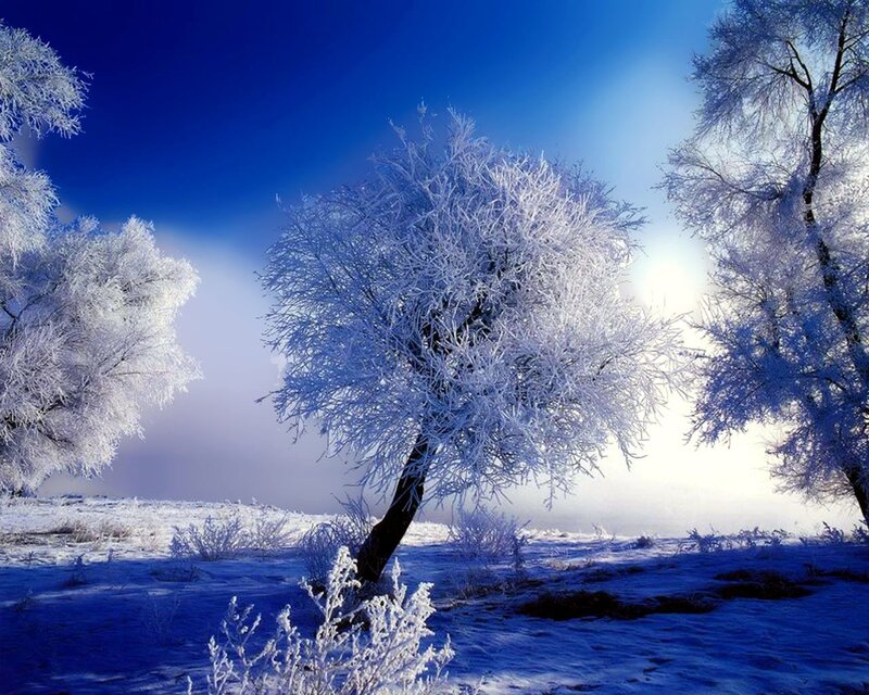 Frost-covered Trees — Blue, Snow