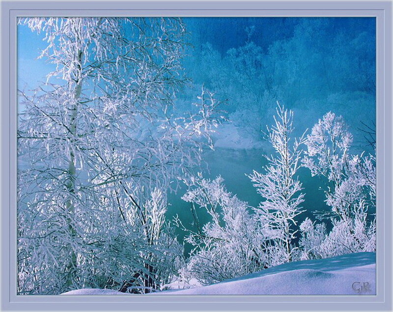 Frost-covered Trees — Blue