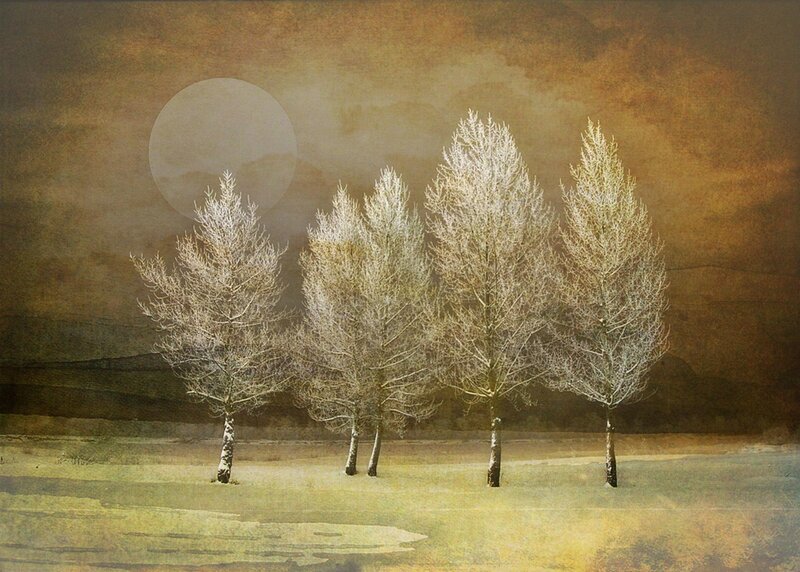 Frost-covered Trees — Brown, Serene