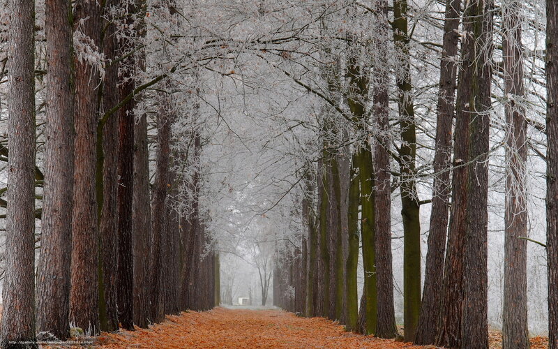 Frost-covered Trees — Brown, Serene, Winter