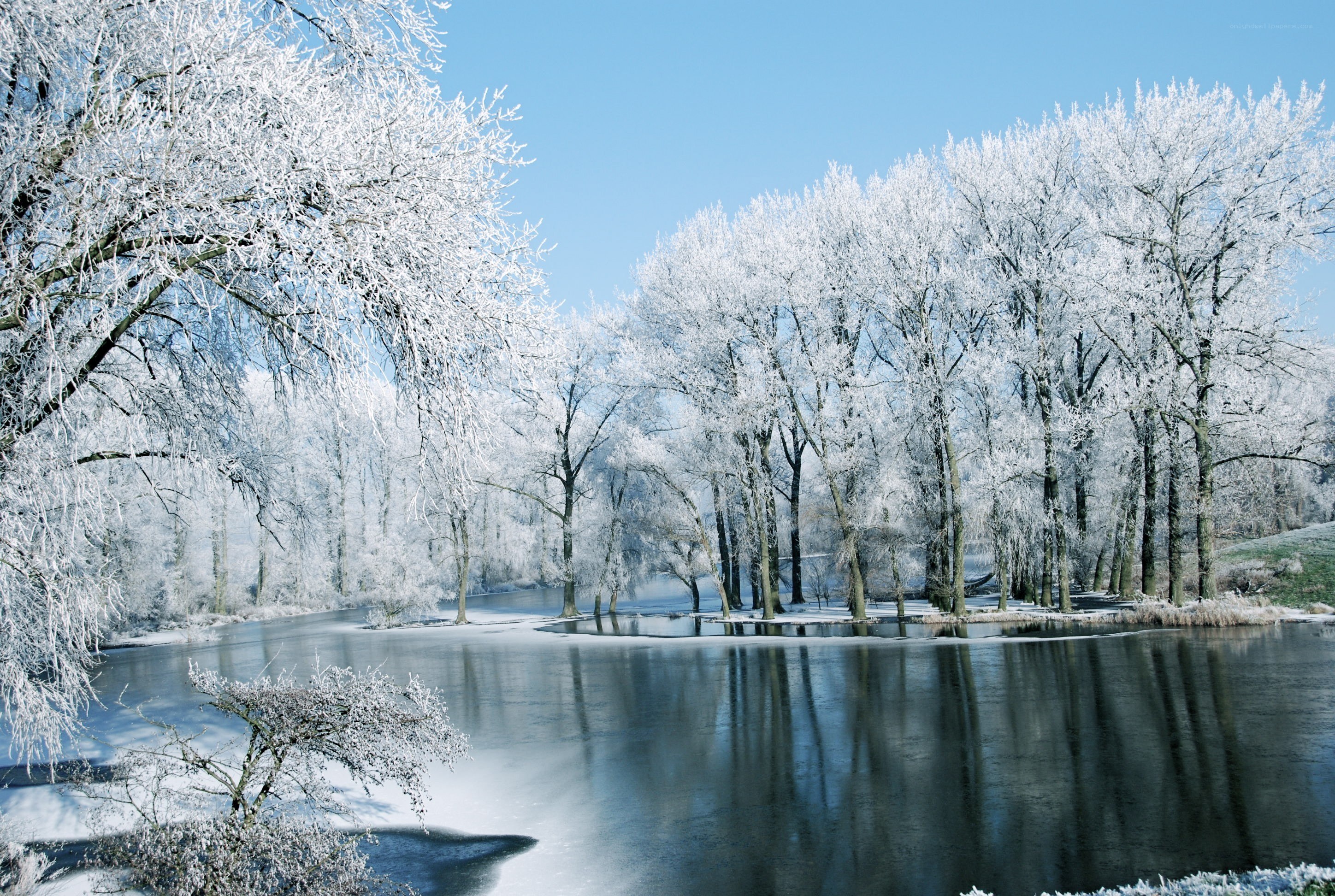 Frost-covered trees by a lake