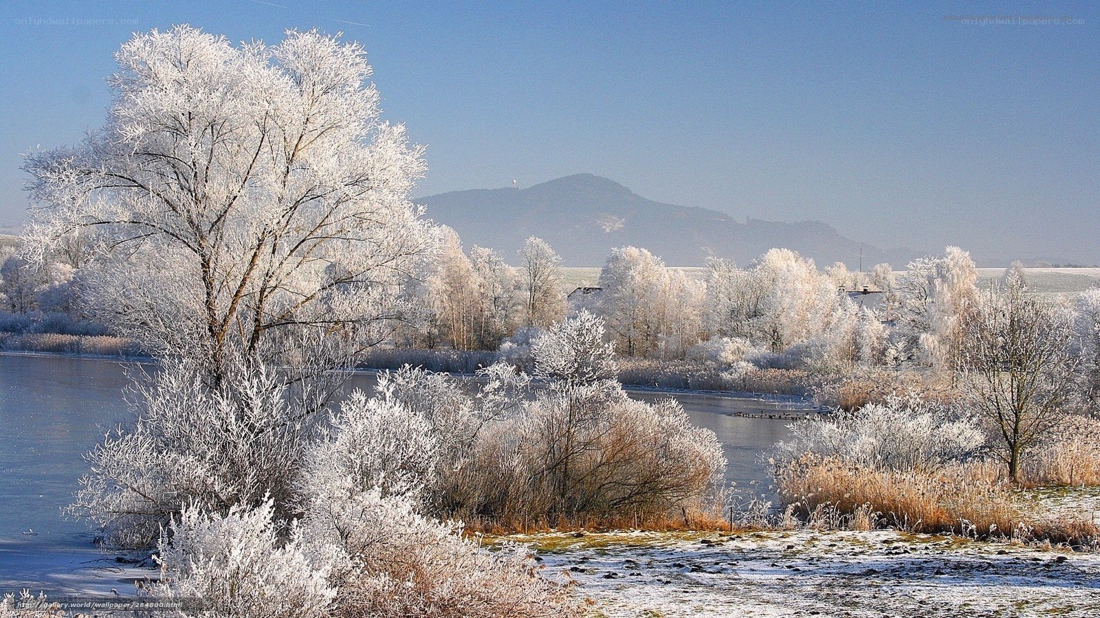 Frost-covered trees by a lake