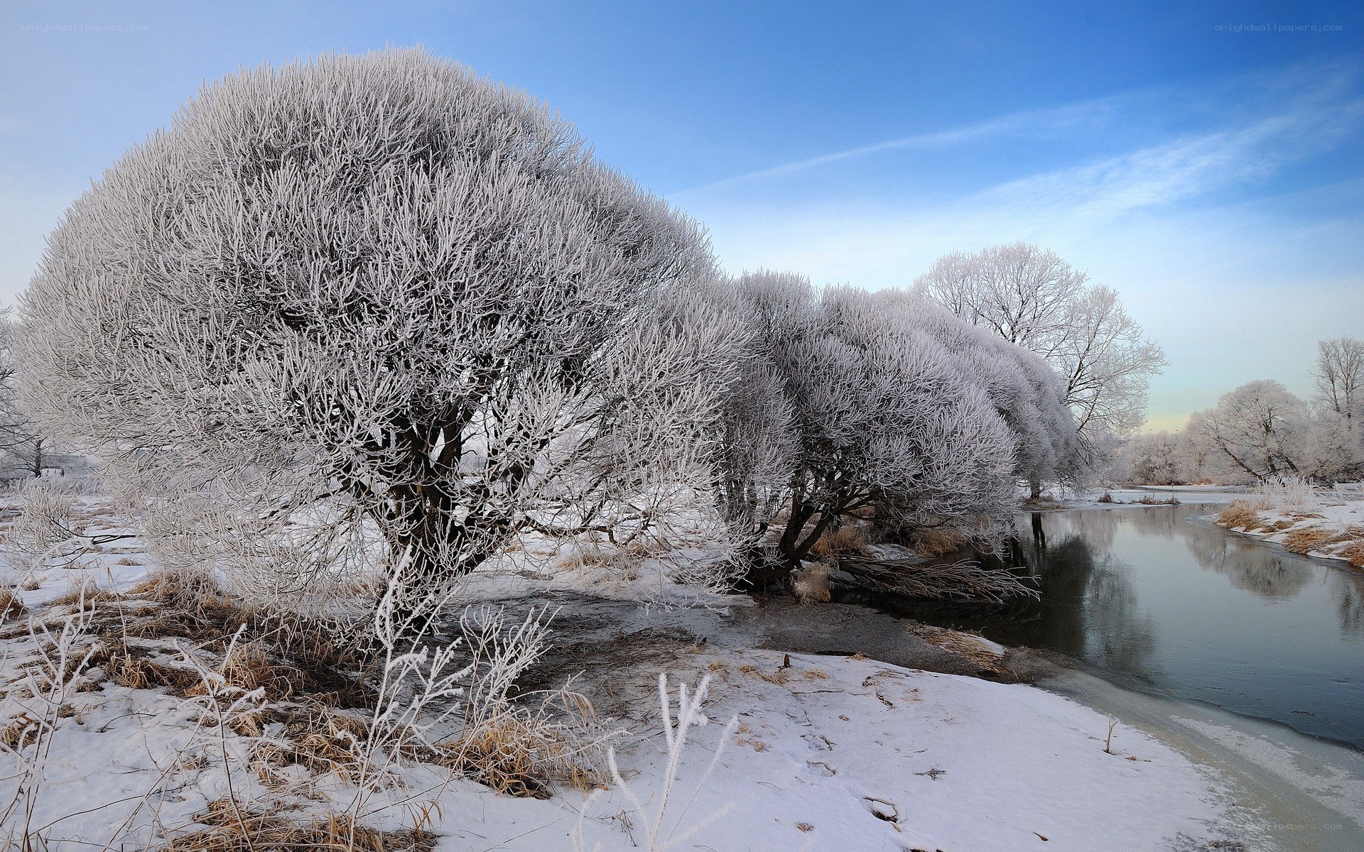 frost-covered trees by a river