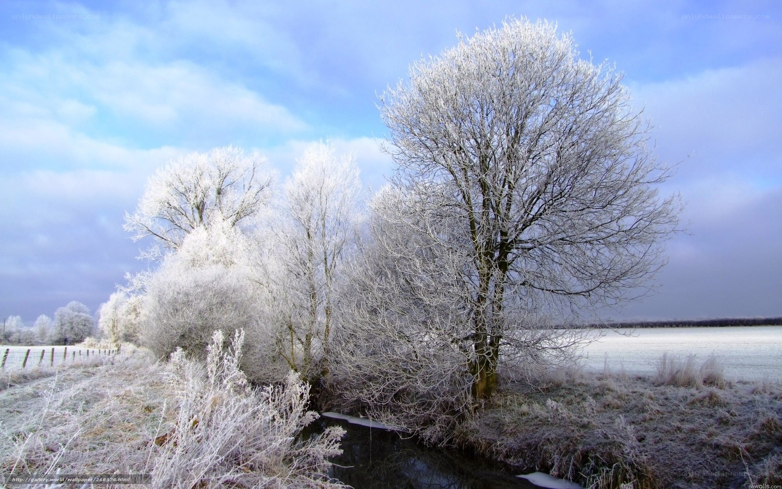 Frost-covered trees by a river