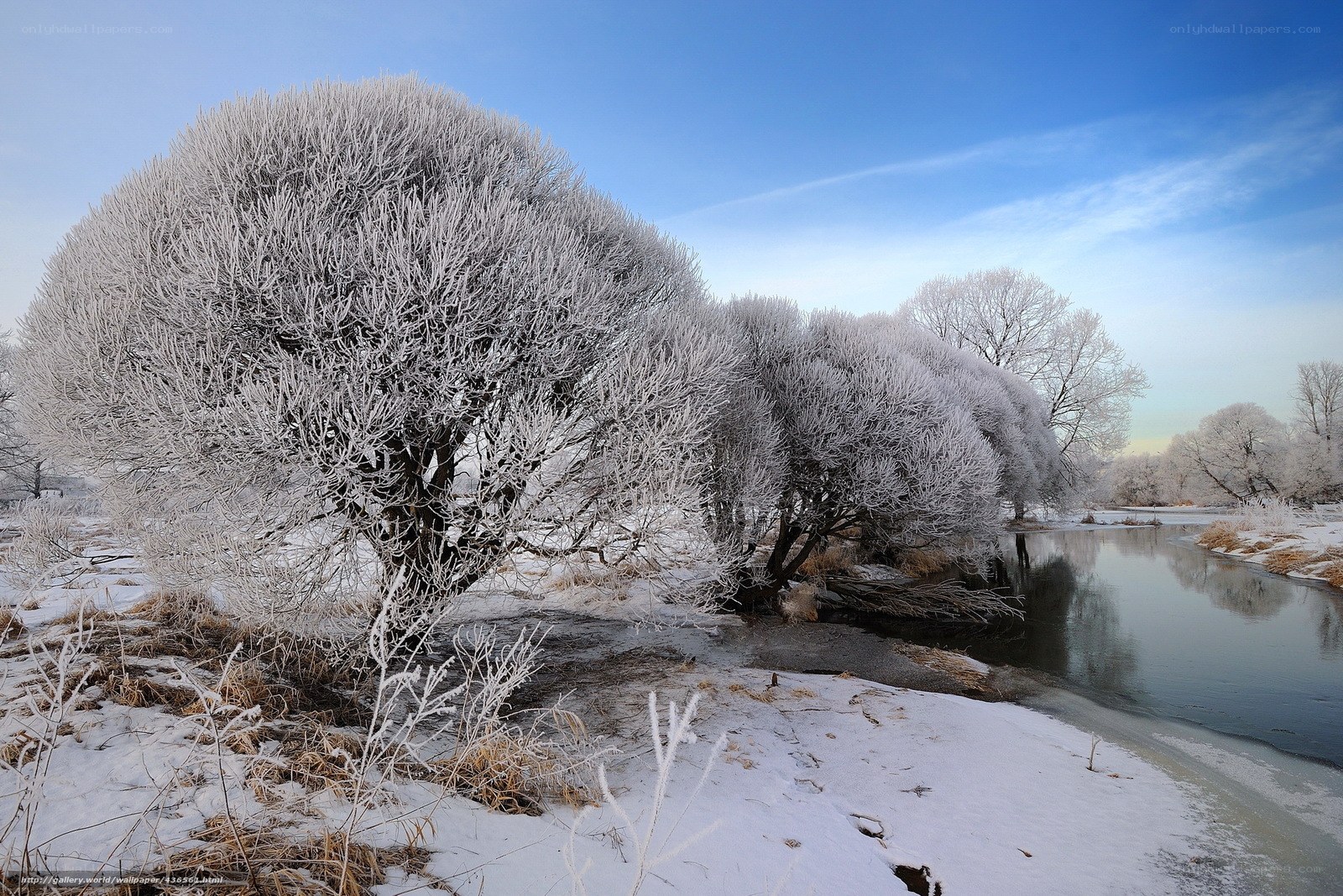 Frost-covered trees by a river