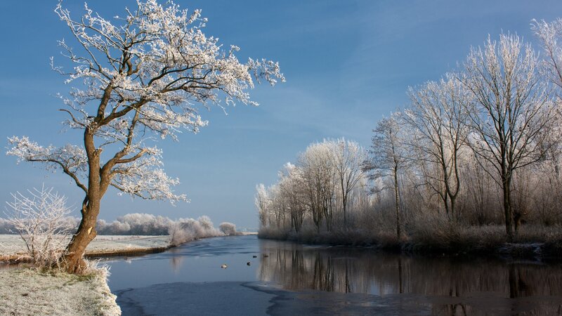 Frost-covered trees by a river